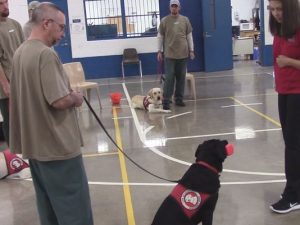 puppies-in-prison_1480601535162_7197116_ver1-0