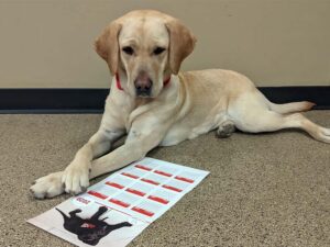 yellow lab laying on the floor looking at a 2020 calendar