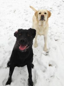 black dog and white dog in snow