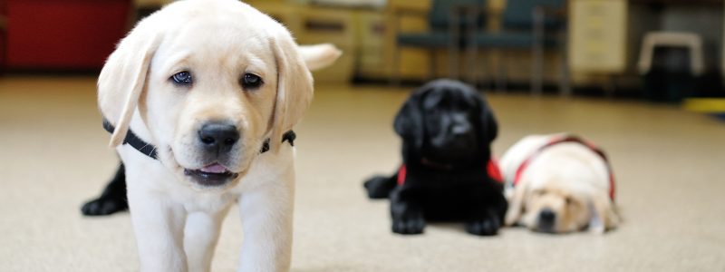 Three puppies