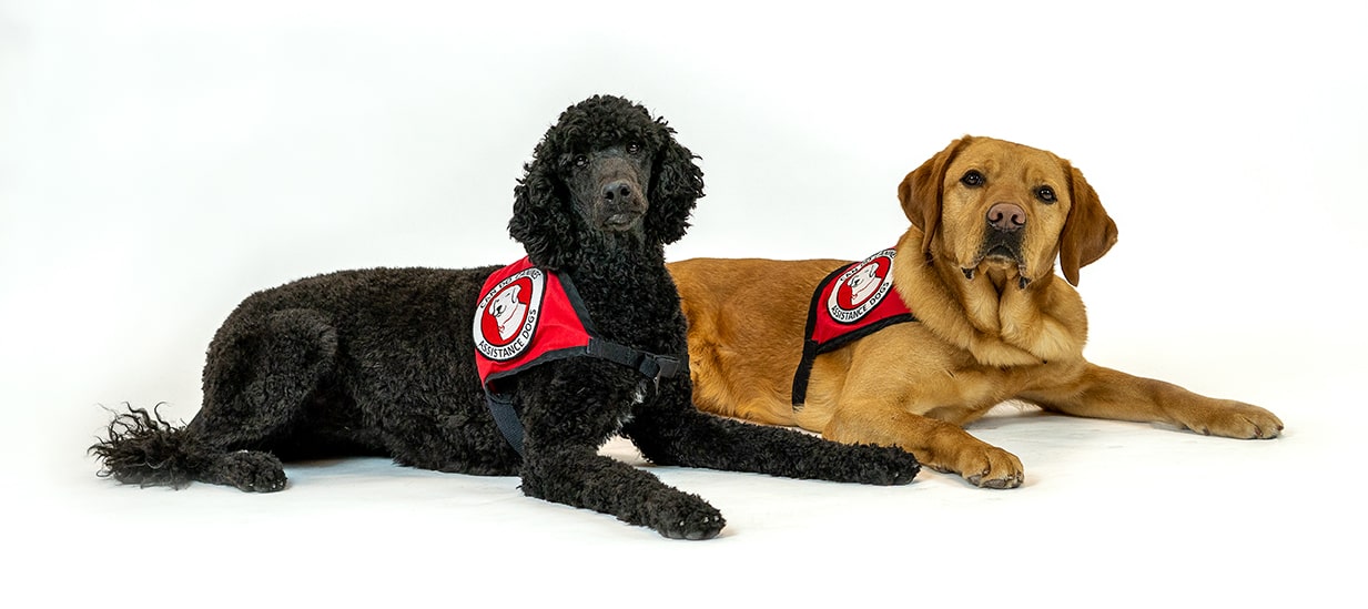 Black and brown dogs lying down