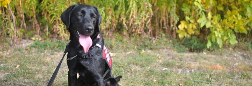 Black dog sitting in the grass