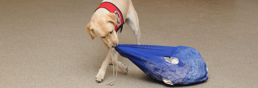 Dog pulling bag of clothes with his mouth