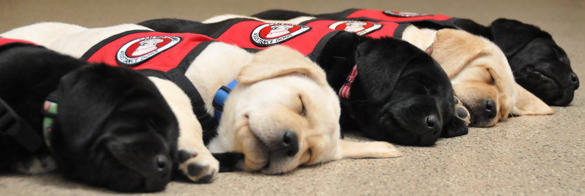 Row of puppies sleeping