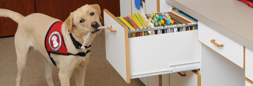 Dog pulling file cabinet open with rope