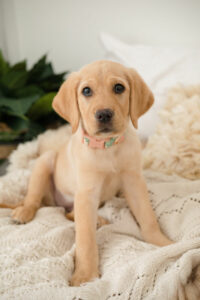 yellow lab puppy sitting on bed