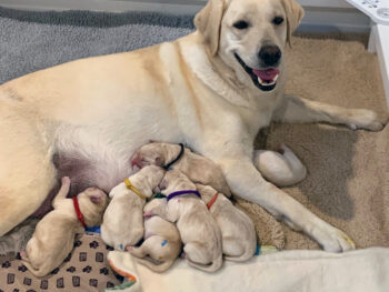 yellow Lab dog nursing puppies