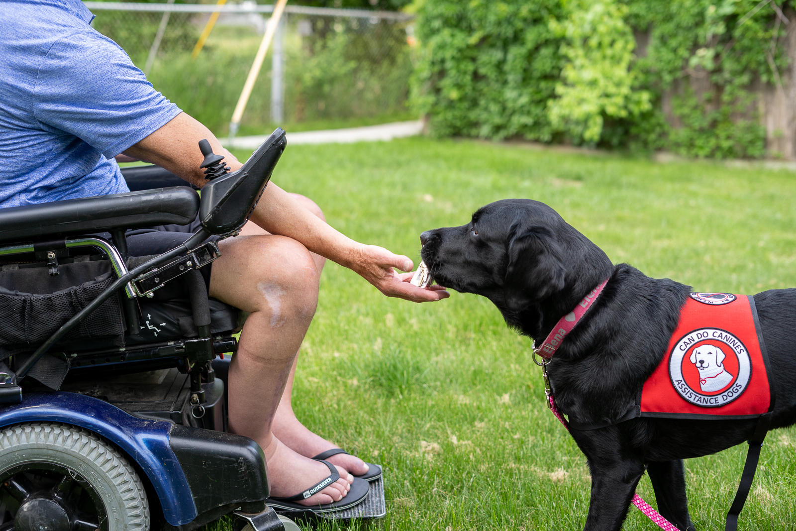 Black dog giving keys to man in wheelchair outside