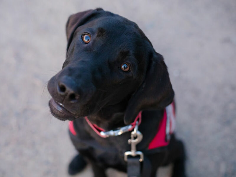 black Labrador Retriever service dog looking up