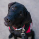 black Labrador Retriever service dog looking up
