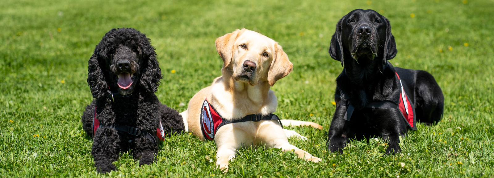 three dogs wearing service capes lying on the grass