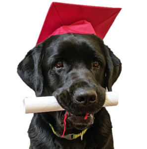 Dog wearing graduate hat and holding diploam