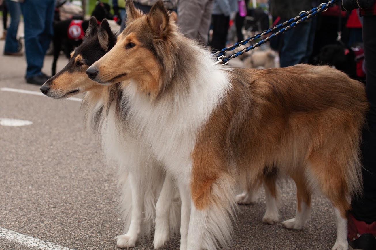 two collie dogs standing in parking lot