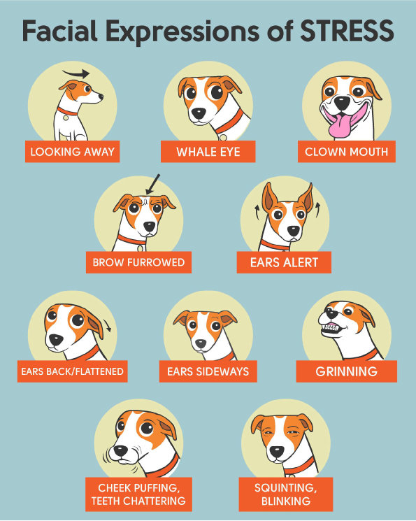 cartoons of facial expressions of stress in dogs