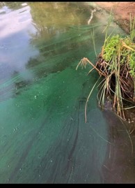 green water in pond with grass at side