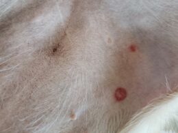 dog skin with red sores