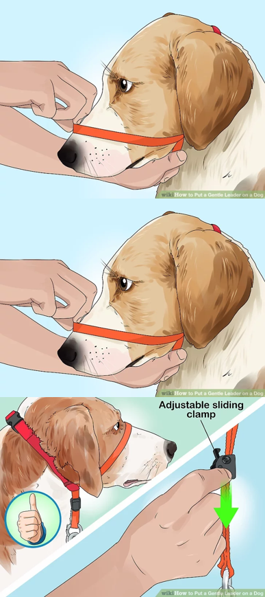 cartoon illustrations of checking a gentle leader on a dog's face