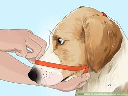 cartoon of tesing a Halti on a dog's face