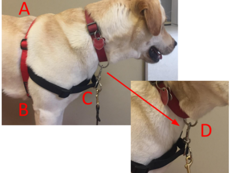 Diagram of steps for placing halti harness on dog
