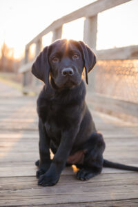 Black Lab puppy sitting on boardwalk