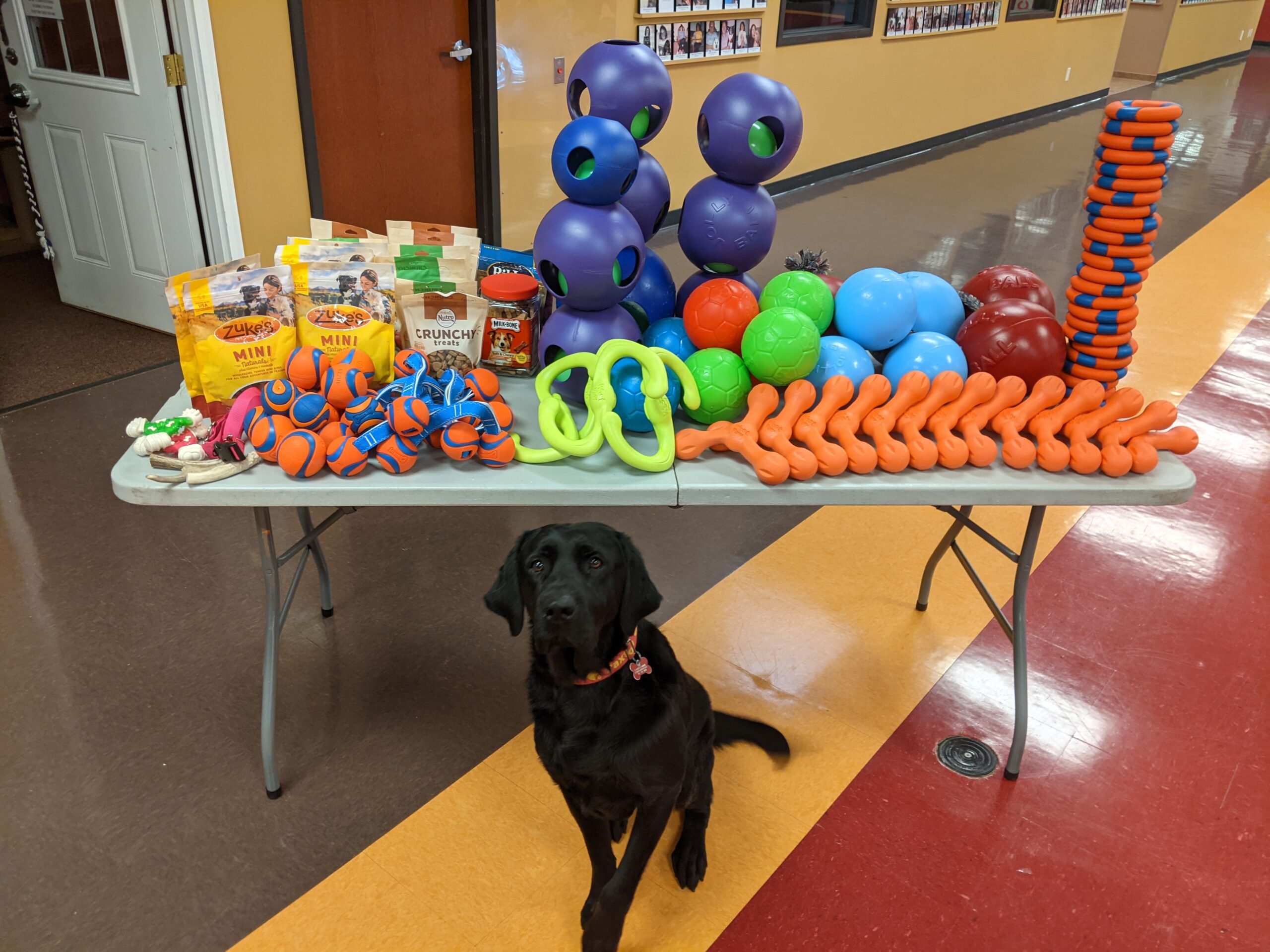 large black dog sitting in front of table full of dog toys