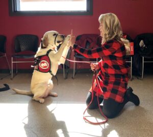 large service dog sitting on haunches and high-fiving woman kneeling on floor