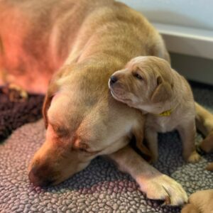 newborn puppy resting head on mother yellow Lab's head