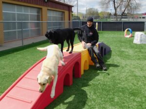 man sitting on playground ramp with two large dogs
