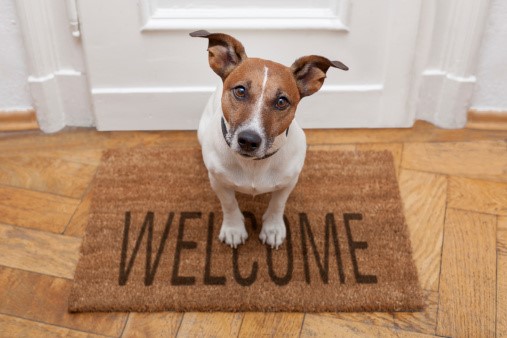 brown and white dog sitting inside door on welcome mat