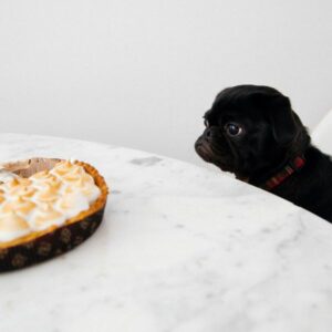 dog staring at a pie on a counter