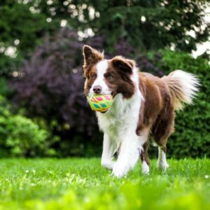 brown and white border collie running with a ball