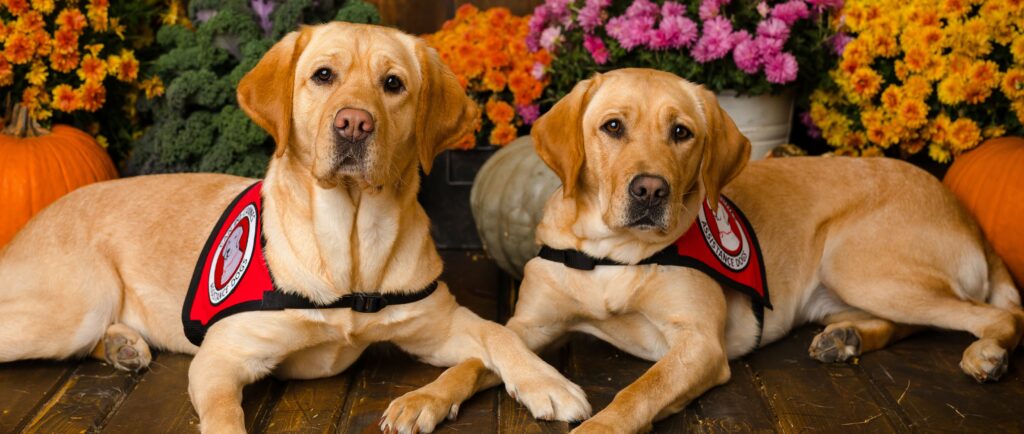Two yellow labs posing together in front of Thanksgiving Decor