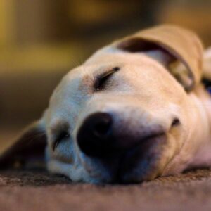 yellow lab sleeping