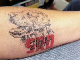 Tattoo on a forearm, showing a Labrador Retriever sketch, "Ziggy," and the letters "SRD"