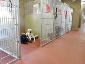 two large dogs lying in kennel facility