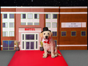 Yellow Lab puppy wearing bow tie and top hat, sitting on red carpet in front of small hotel