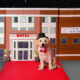 Yellow Lab puppy wearing bow tie and top hat, sitting on red carpet in front of small hotel