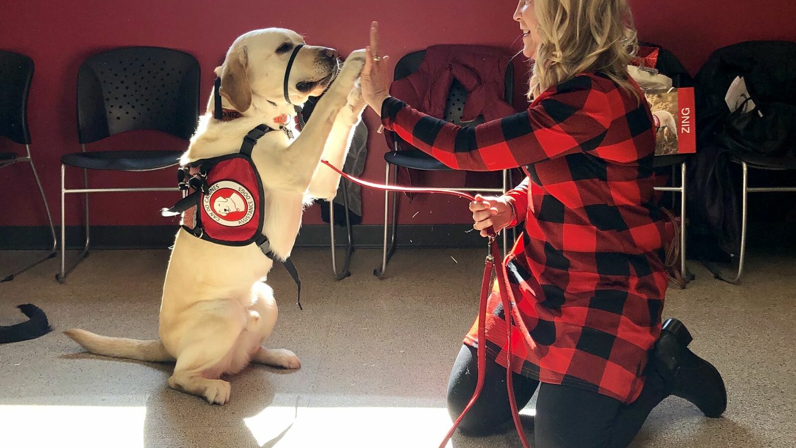 woman high-fiving a yellow lab in a red Can Do Canines cape.
