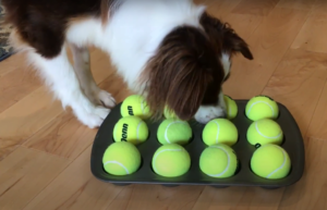 dog sniffing muffin tin on ground that has tennis balls covering treats in each hole