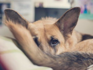German Shepherd dog curled up in circle and peeking over tail