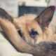 German Shepherd dog curled up in circle and peeking over tail