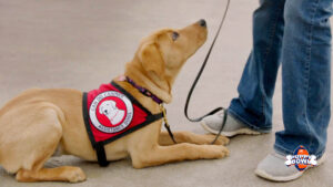 yellow Lab wearing service dog cape looking up at person, whose legs in jeans are shown