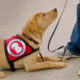 yellow Lab wearing service dog cape looking up at person, whose legs in jeans are shown