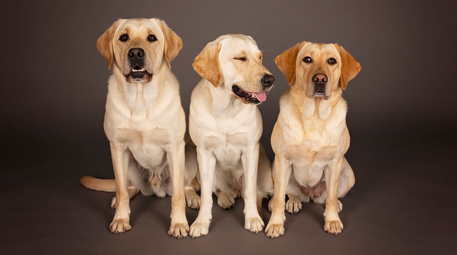 3 labs sitting together