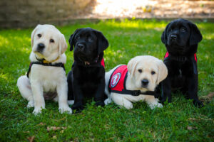 two yellow and two black Lab puppies, sitting in grass, wearing service vests
