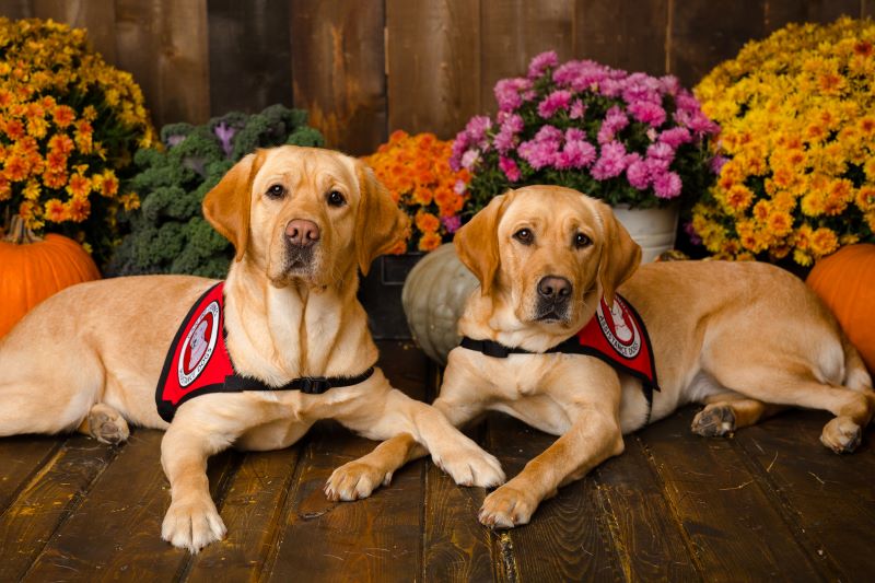 Two yellow labs wearing red Can Do Canines assistance dog capes posing with fall flowers against a faux barn backdrop.