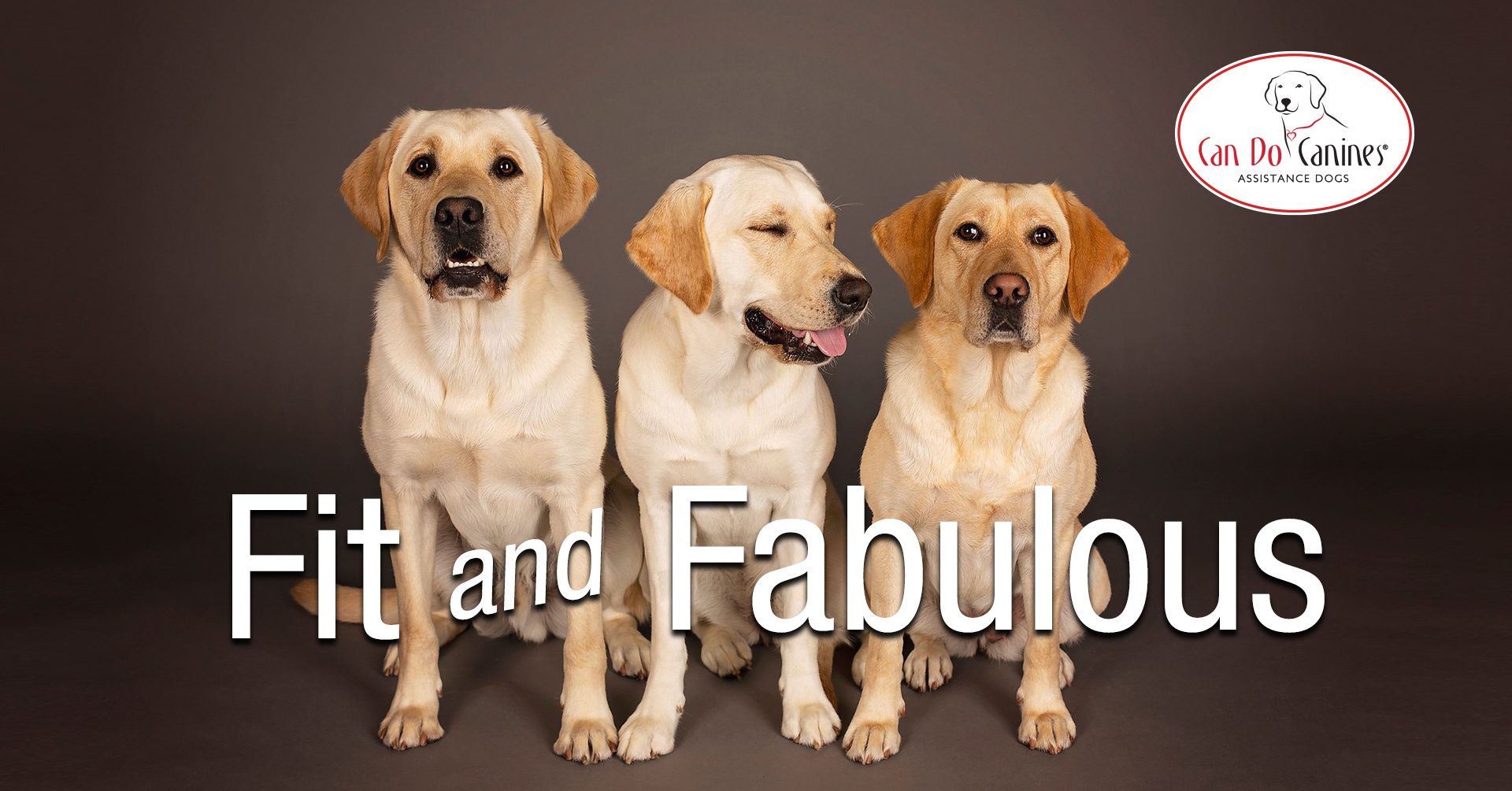 three yellow labs sitting with the words "Fit and Fabulous" over the image