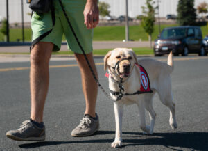 yellow Lab service dog being walked down a street by man, whose legs in green shorts are shown
