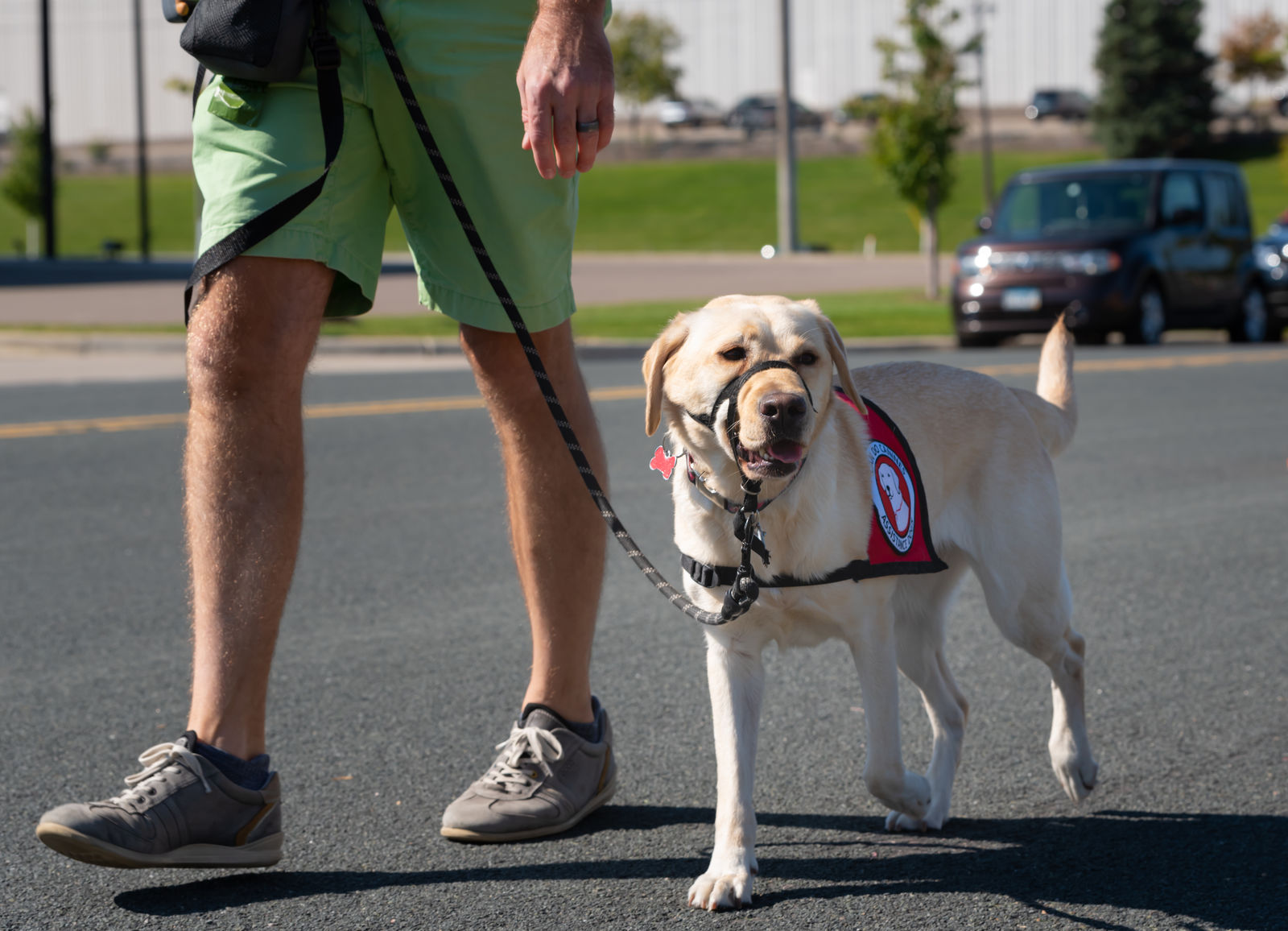 do service dogs have to walk