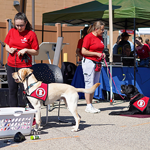 two dog trainers working with service dogs at outdoor event